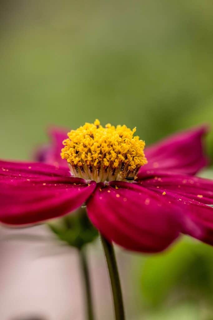 pollen